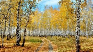Не, жалею, не зову, не плачу. Поёт Валентина Дробышева.