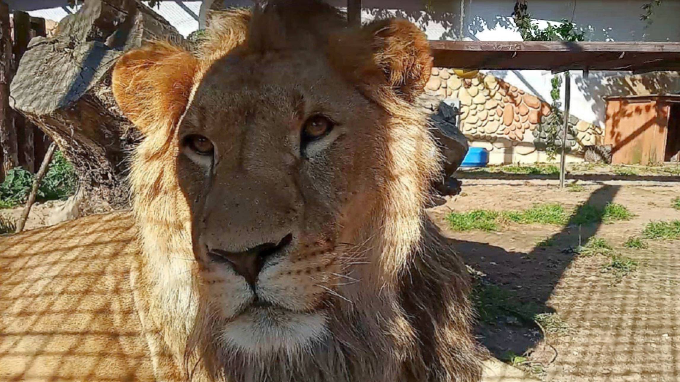Лев ШЕРХАН занимается гимнастикой. Копилка царя пополняется. / Минский Ален Делон. (1 выпуск) смотреть онлайн