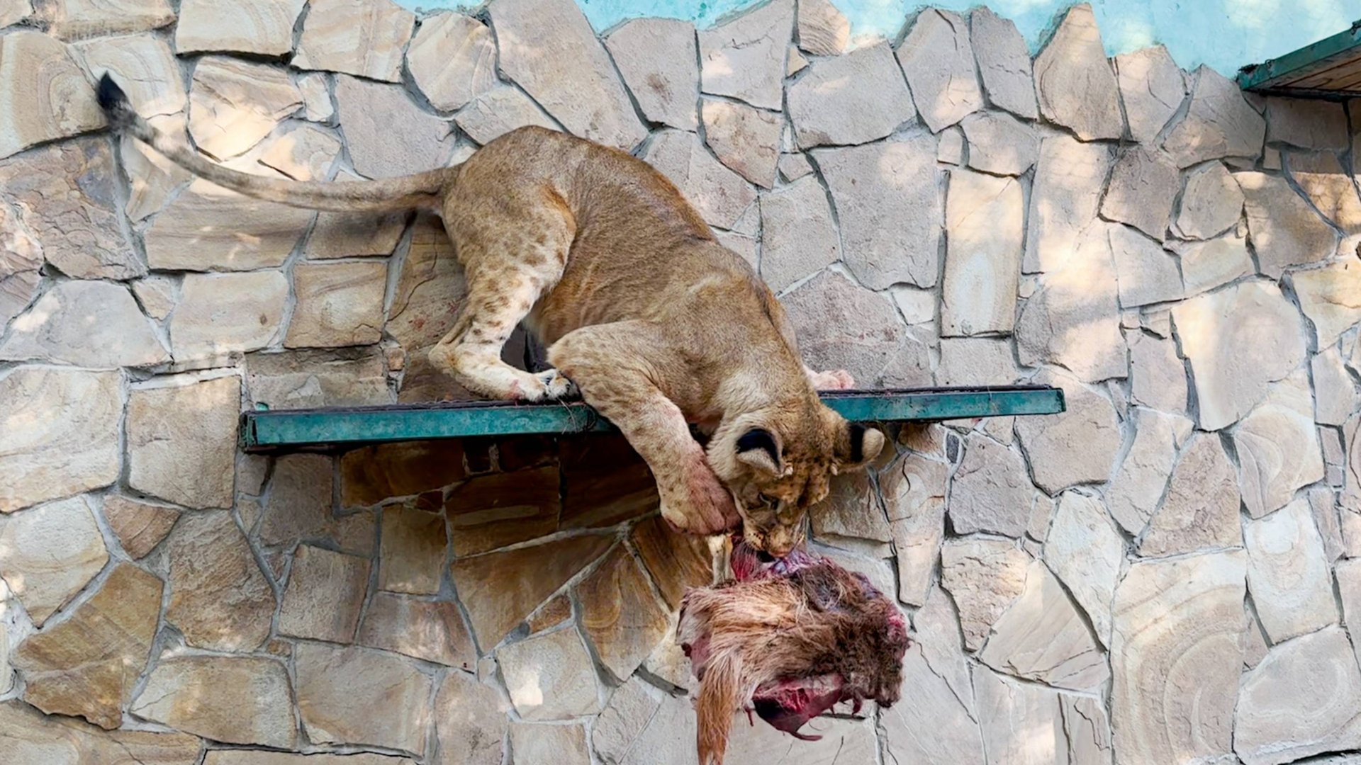 Ловкость кошки - грация картошки! Молодая львица затащила обед на полку и там его побеждает 😁 смотреть онлайн