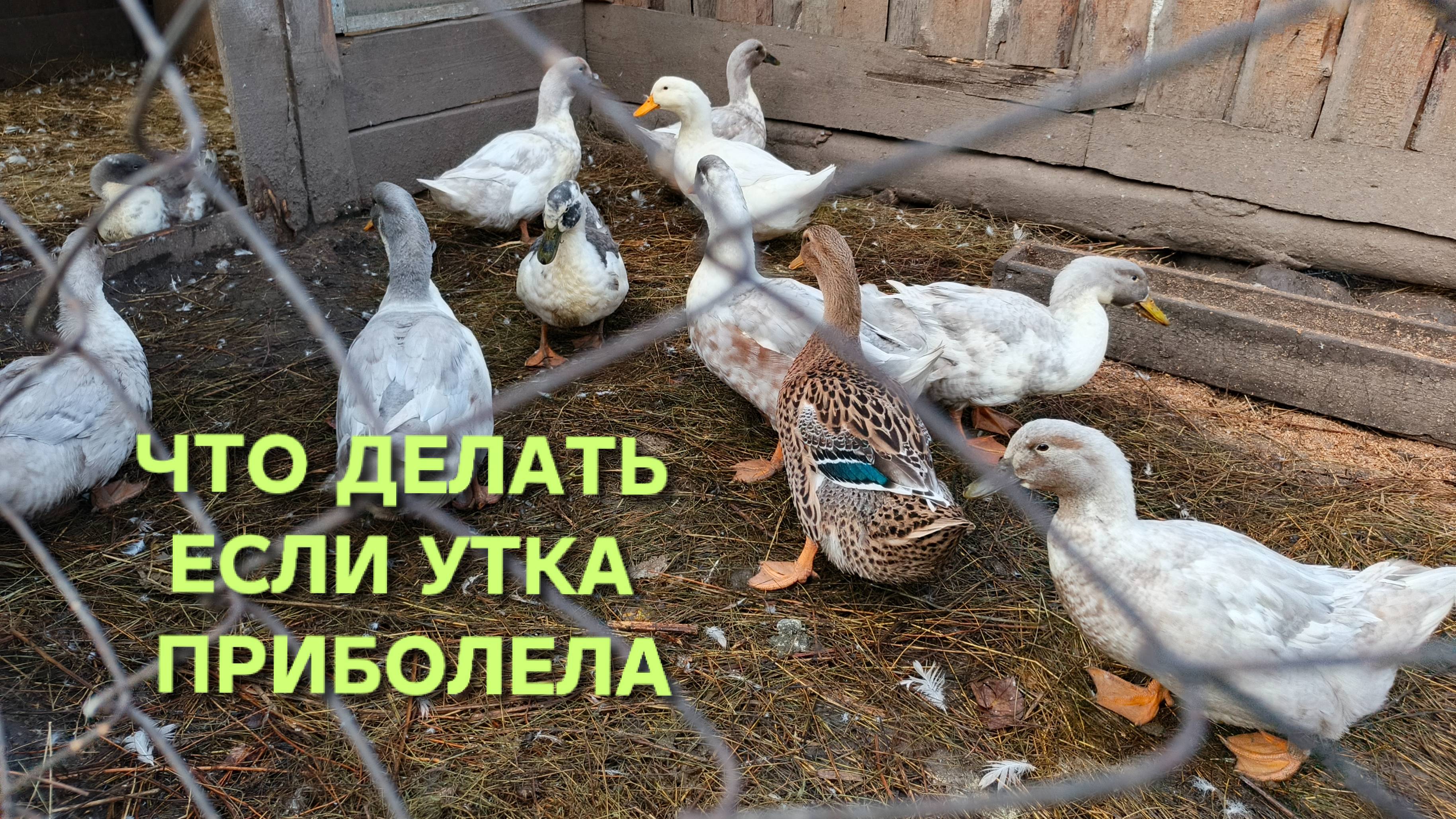 Жизнь в деревне Что делать в первую очередь с больной домашней птицей