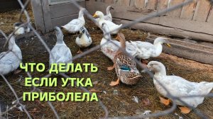Жизнь в деревне Что делать в первую очередь с больной домашней птицей