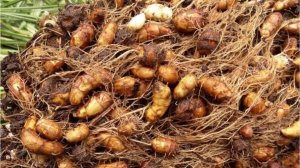 259 клубеньков чуфы выкопаны! Рассказываю, как выращивала удивительную чуфу.