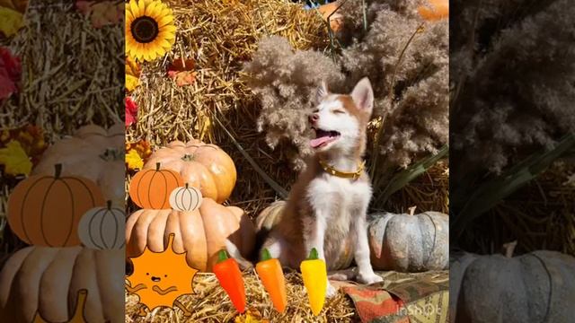 Щенки ПОМСКИ. Осень в питомнике