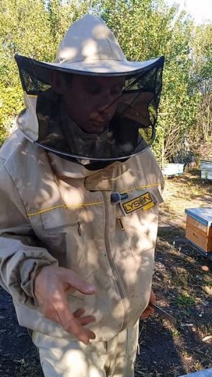 Клещ съел пасеку😱.