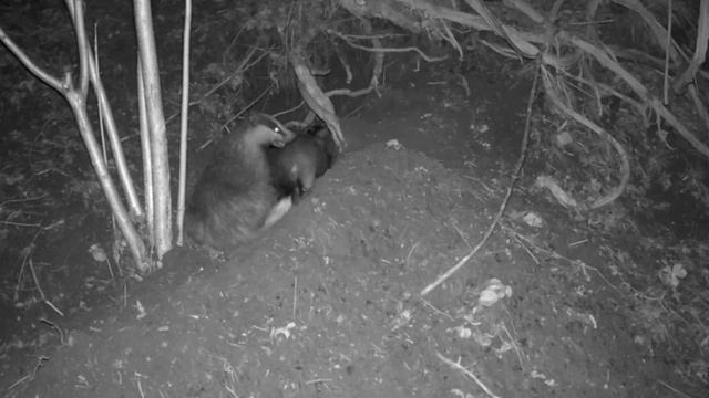 Барсуки видео фото ловушки смотреть онлайн