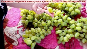 Виноград 05.08.25 г.- БАЖЕНА, удивительный освежающий вкус  молодых зеленых яблок, сладких, душистых