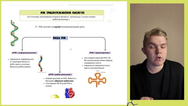Нуклеиновые кислоты | ОГЭ