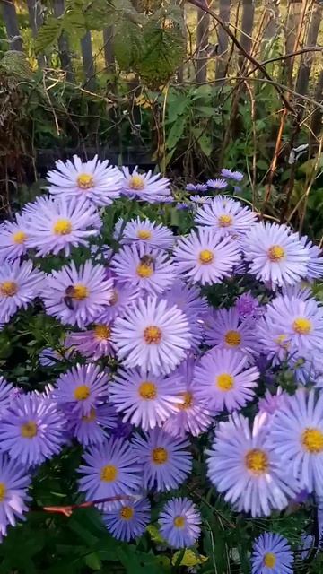 Export_4500928850868729645.mp4