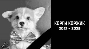 ПАМЯТИ КОРГИ КОРЖИКА... Вся правда о его смерти...