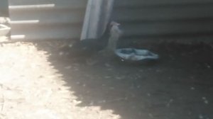 VID_20250926_120734.mp4