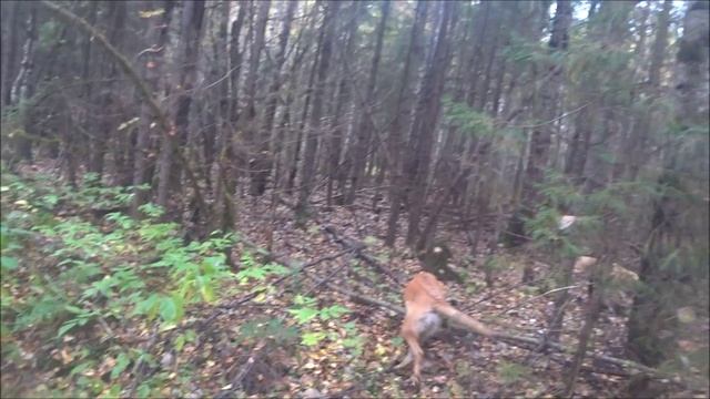 Второй в этом сезоне. Выезд 26.09.2025г.