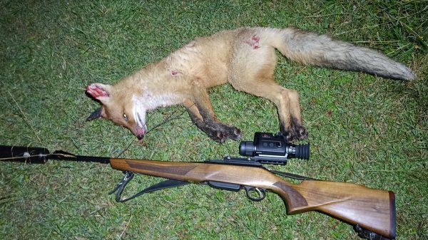 ОХОТА НА ЛИСУ С КАРАБИНОМ ЛОСЬ НОЧЬЮ. ТОЧНЫЙ ВЫСТРЕЛ БЛАГОДАРЯ ТРЕНОГЕ / ТЕПЛОВИЗОР REDRAY REM 335R