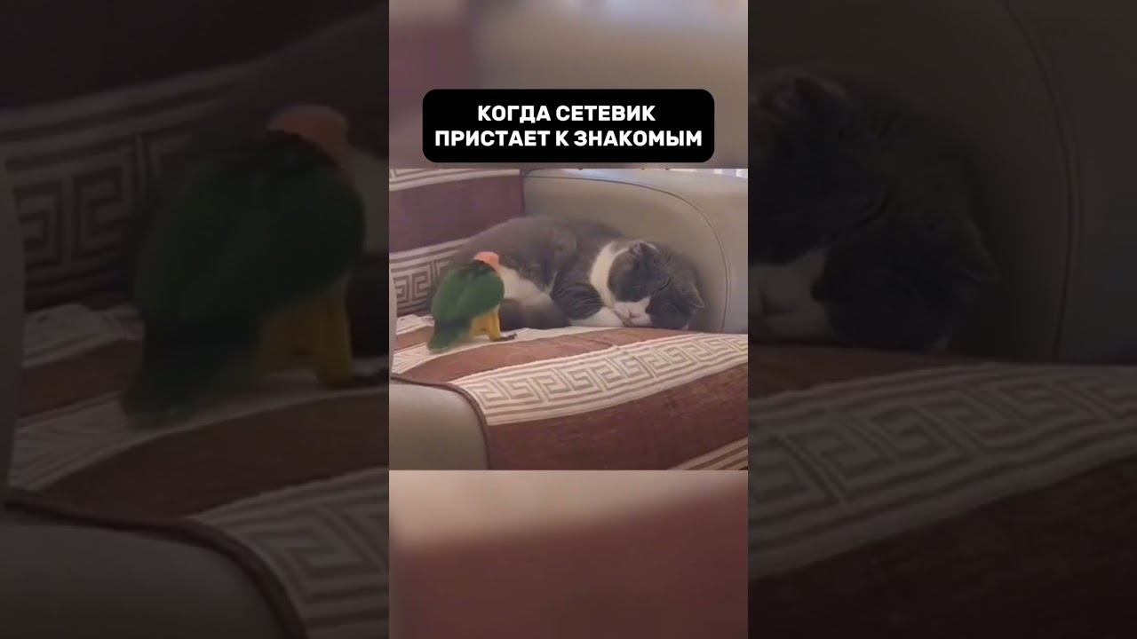 Когда сетевик пристает к знакомым смотреть онлайн