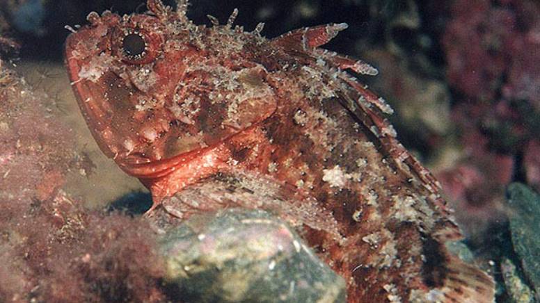 Чем опасны некоторые рыбы из отряда Скорпенообразные — Scorpaeniformes ? смотреть онлайн