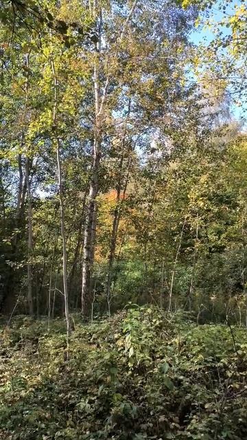 Желтое дерево позади смотреть онлайн