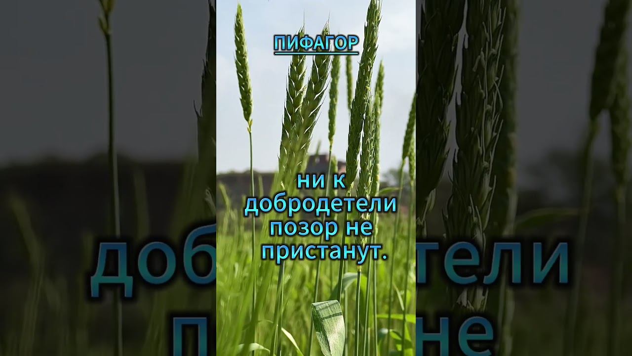 #shorts Ни к золоту ржавчина смотреть онлайн