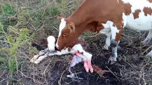 Два отёла за сутки/Прибавилось работы на хозяйстве