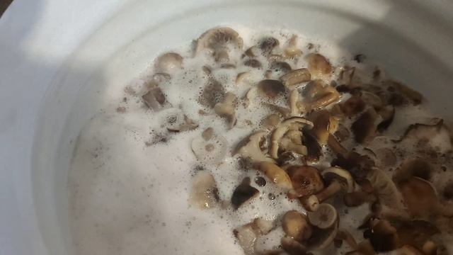 Маринованные 🍄🍄 опята. Повидалась с подругой смотреть онлайн