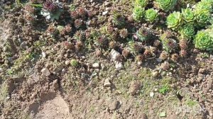 Влог. Переехали в деревню .Всё досталось бесплатно !!! Убрала заросли и ... 😳