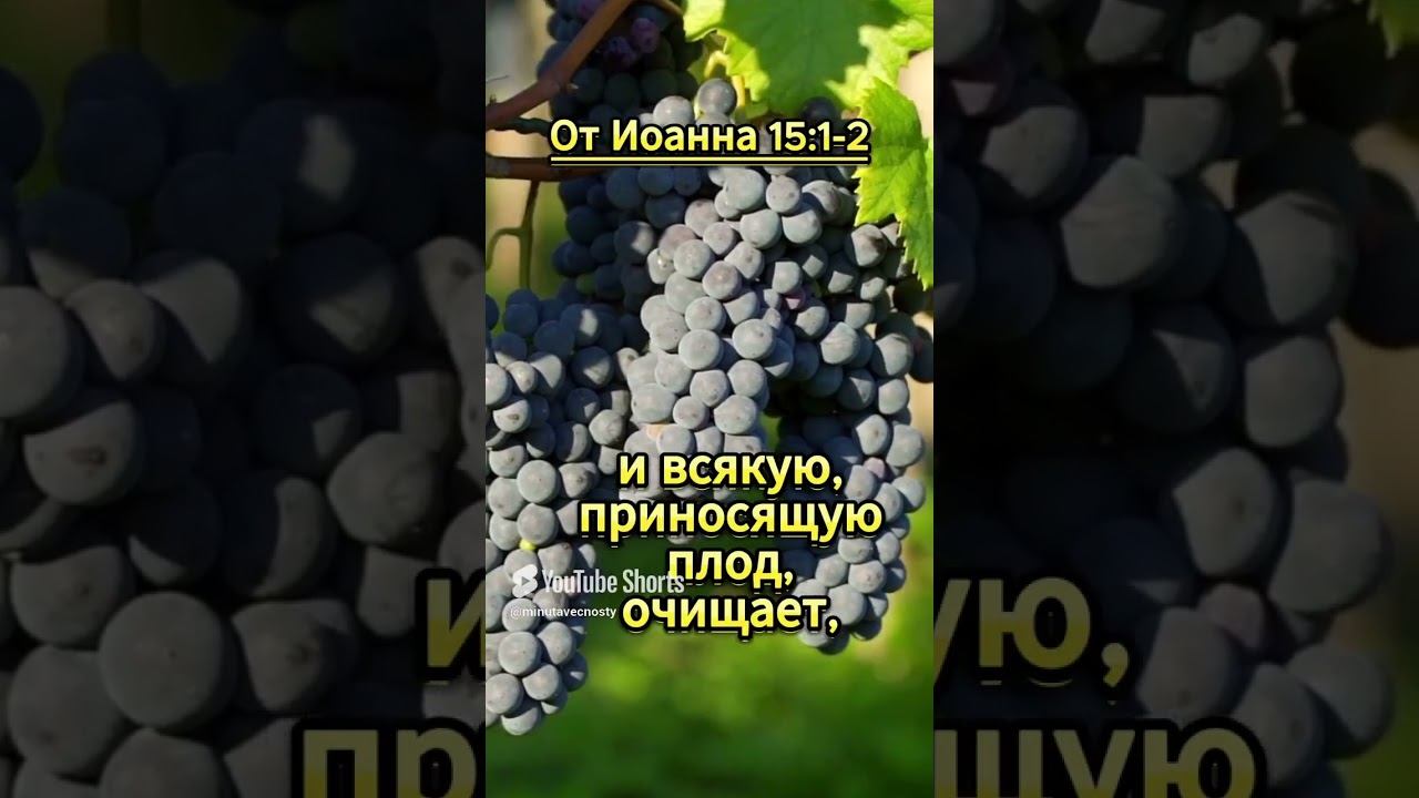 #shorts От Иоанна 15: 1 - 2 смотреть онлайн