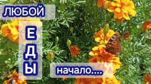 Вареники с паслëном. А мы всё продолжаем копать.