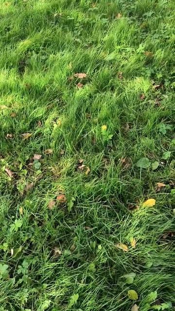 Трава в солнечный день смотреть онлайн