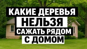 Опасные деревья у дома: что нельзя сажать рядом с жильём, иначе ждут болезни и беды