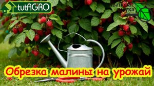 ОБРЕЗКА МАЛИНЫ НА УРОЖАЙ: до земли. на пень и на ранние ягоды. Как обрезать ремонтантную малину.