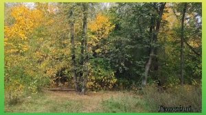 🔥🎶🎤Александр Сажин ПЕРНАТАЯ ГАДАЛКА 🐦