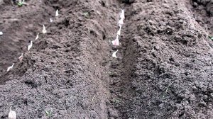 Лунный календарь: Благоприятные дни для посадки чеснока в 2025 году