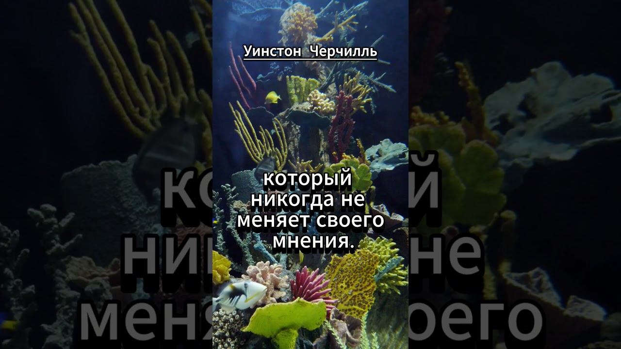 #shorts Уинстон Черчилль Глуп тот человек... смотреть онлайн