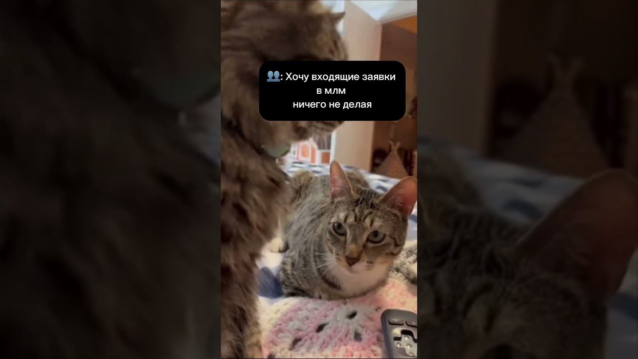 Хочу входящие заявки в млм смотреть онлайн