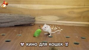 Видео для кошек про крысок развлекать питомцев 🐭🐀😂 (330)