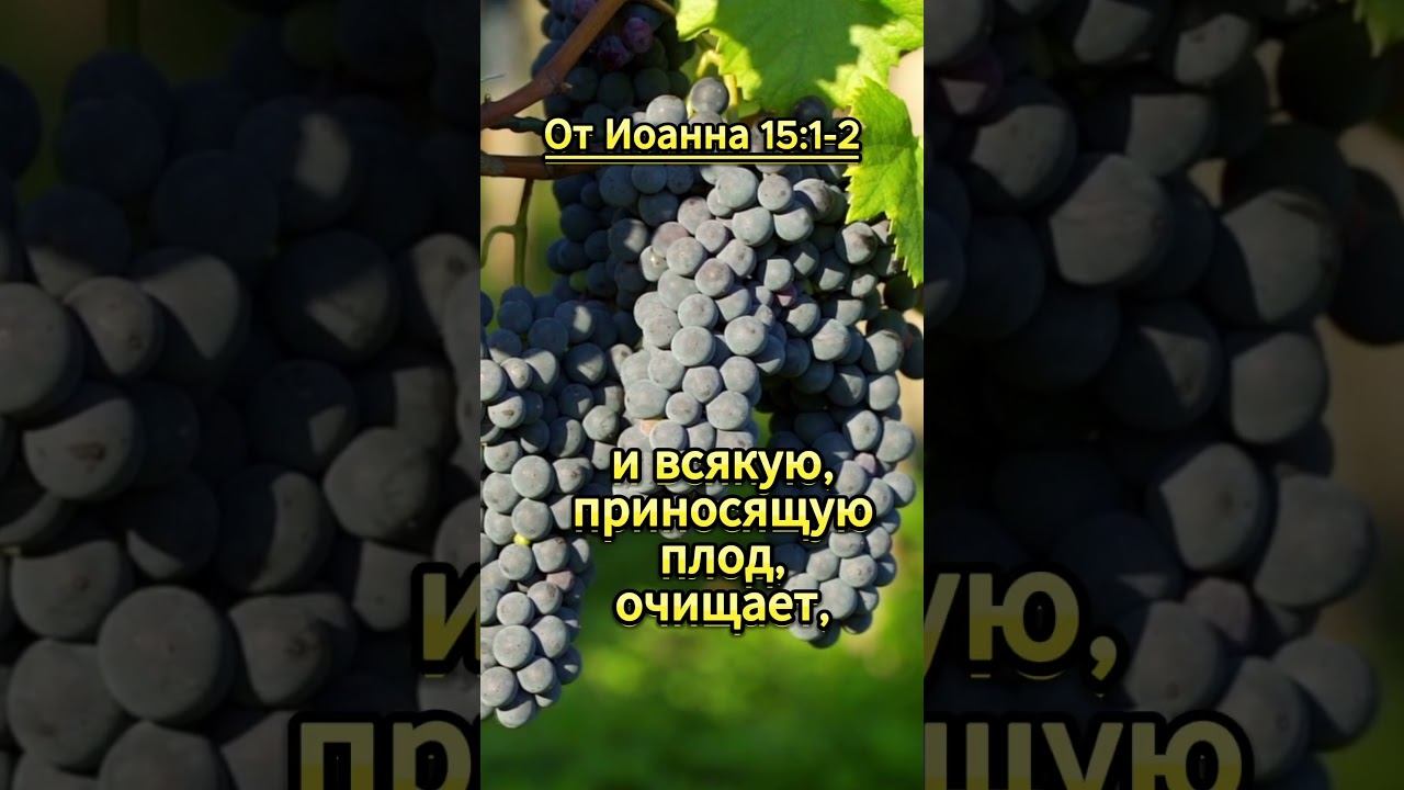 #shorts От Иоанна 15:1- 2 смотреть онлайн