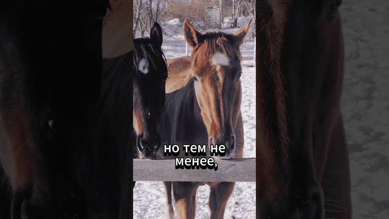 #shorts Когда идёшь на работу... смотреть онлайн
