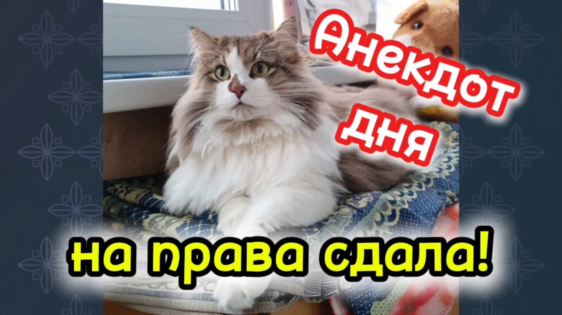 Анекдот дня. смотреть онлайн