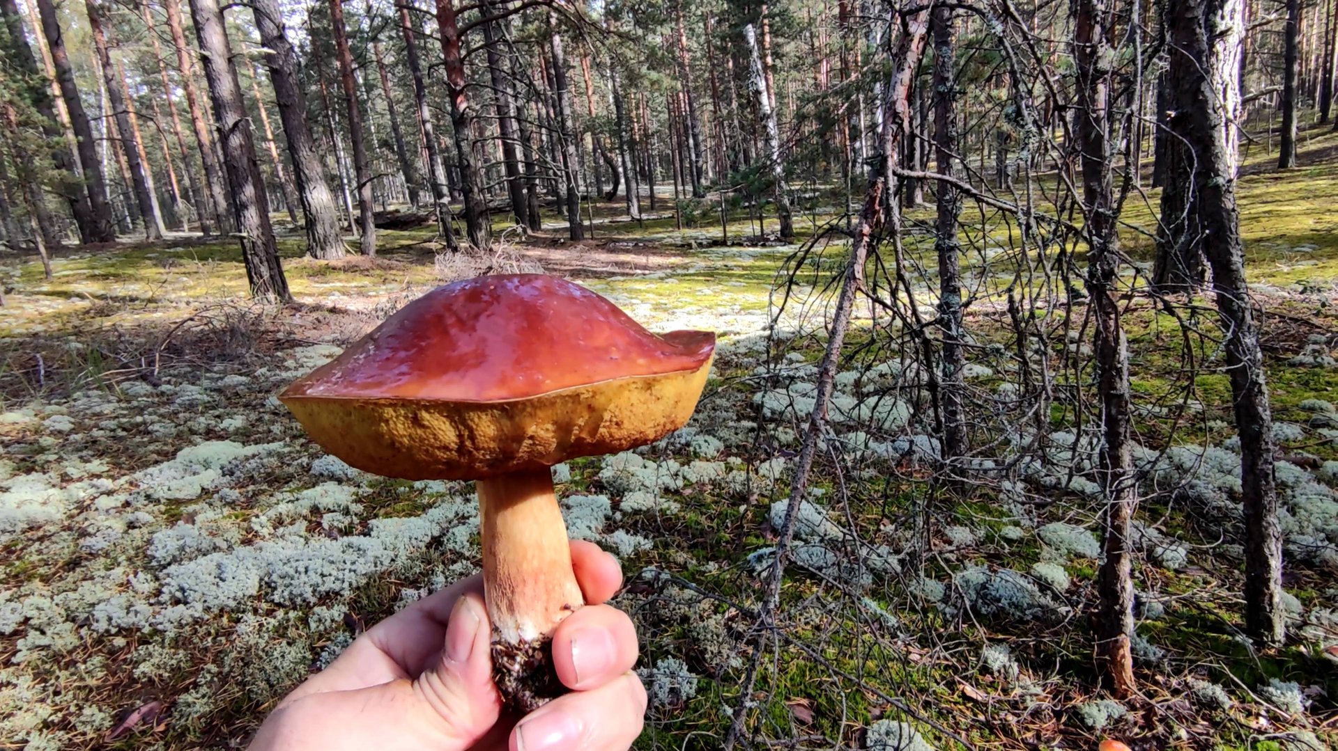 Белые грибы закончились.