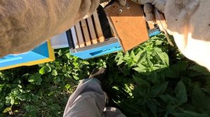 2025-09-26 Пчёлы. Карника. Объединяю слабые семьи 1 и 2 - новая Семья 1