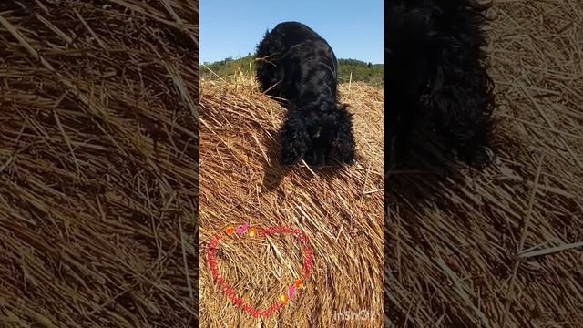 Рог охоты зовёт! Тать Ярош-Агапитова.