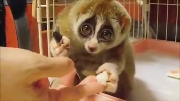 Лемур 🤗