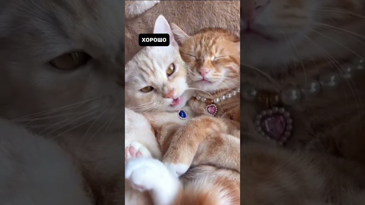 Система работы в сетевом бизнесе решает) смотреть онлайн