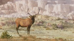 #Коран#АльАнам#СамыеКрасивыеМеста#Relaxation##Islam#Quran#AlAnam#Minshawiy #4кВидео#11часть#