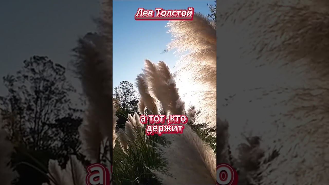 #shorts Вор не тот.. Толстой смотреть онлайн