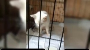 Как снежинка,тает жизнь.Береги её, держи.Наш Беляш ушёл тихонько далеко за облака.Плачем.ЖалкоКОТИКА