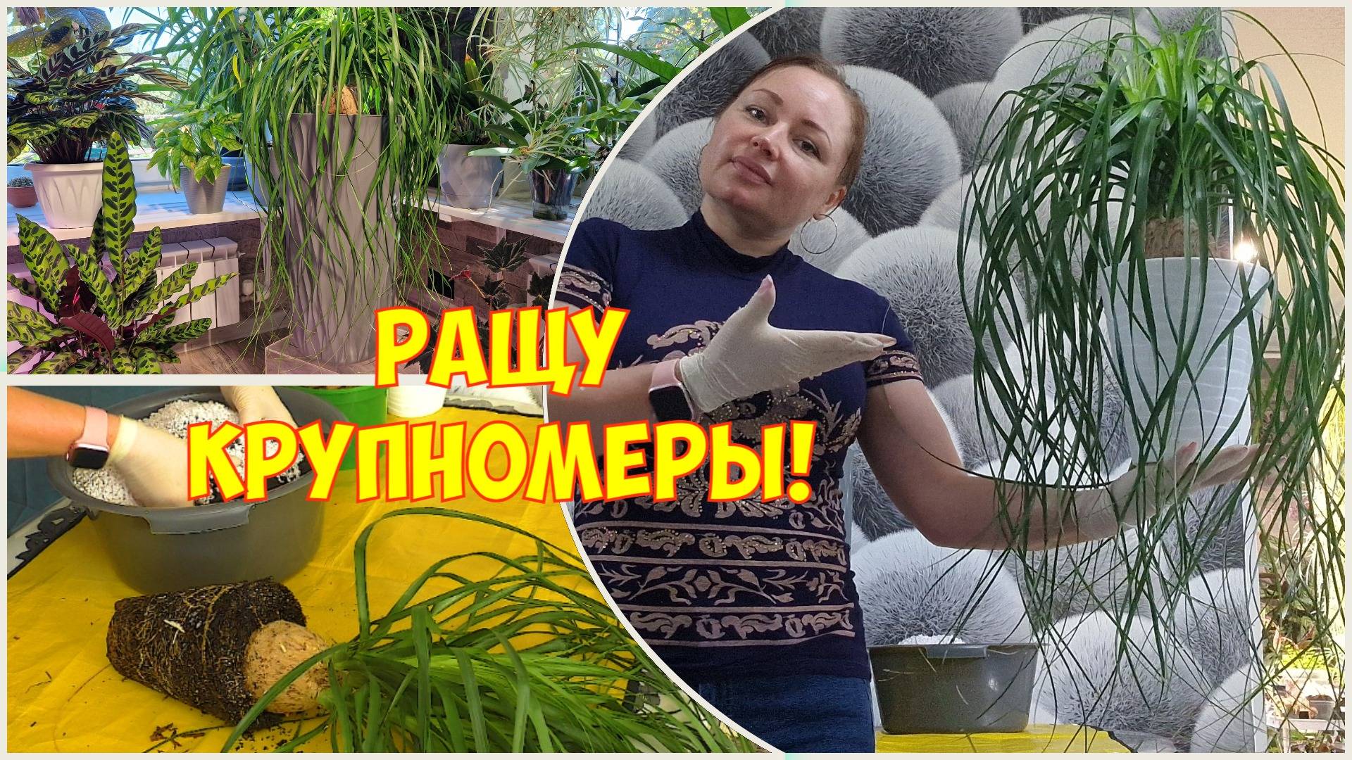 НОЛИНА. Пересадка в кашпо 21 литр. КОМНАТНЫЕ ЦВЕТЫ. смотреть онлайн