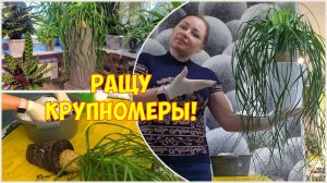 НОЛИНА. Пересадка в кашпо 21 литр. КОМНАТНЫЕ ЦВЕТЫ.