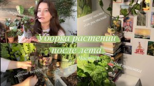 Генеральная уборка Растений перед холодным сезоном || черенкование, оформление и пересадки