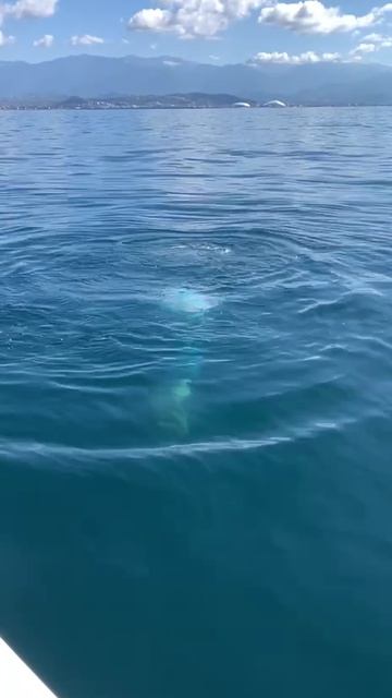 Русалка на рыбалке. смотреть онлайн