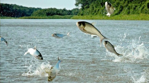 РЕКА КИПИТ ОТ РЫБЫ. РЫБАЛКА НА ДИКОМ ОСТРОВЕ С ДРУГОМ. Осенний жор хищника и белой рыбы