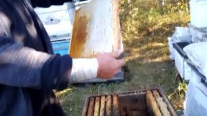 Новый лесной облётник Могорь